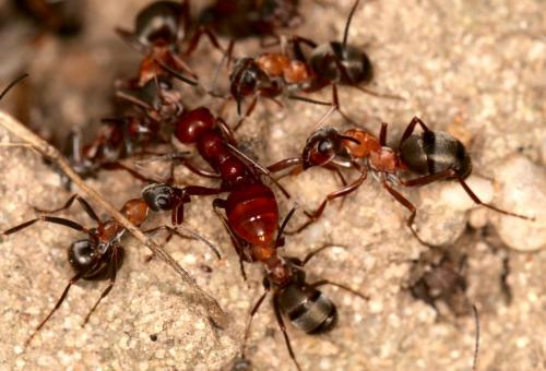 Réf. 265 378 : Formica (rufibarbis)